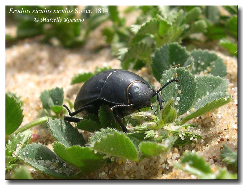 Galleria di...Tenebrionidae